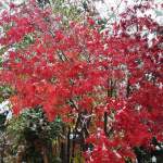 Yoga-Tage, Nov.23, Pension Fohlenhof, St.Ulrich, Pillerseetal, Tirol 