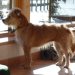 Yoga-Tage, Nov.23, Pension Fohlenhof, St.Ulrich, Pillerseetal, Tirol 