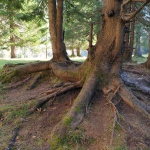 Yoga-Tage - in Tirol - Nov.2024 mit Robert Spieß