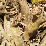 Yoga-Tage - in Tirol - Nov.2024 mit Robert Spieß