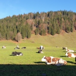 Yoga-Tage - in Tirol - Nov.2024 mit Robert Spieß